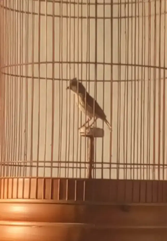 Burung Branjangan gacor