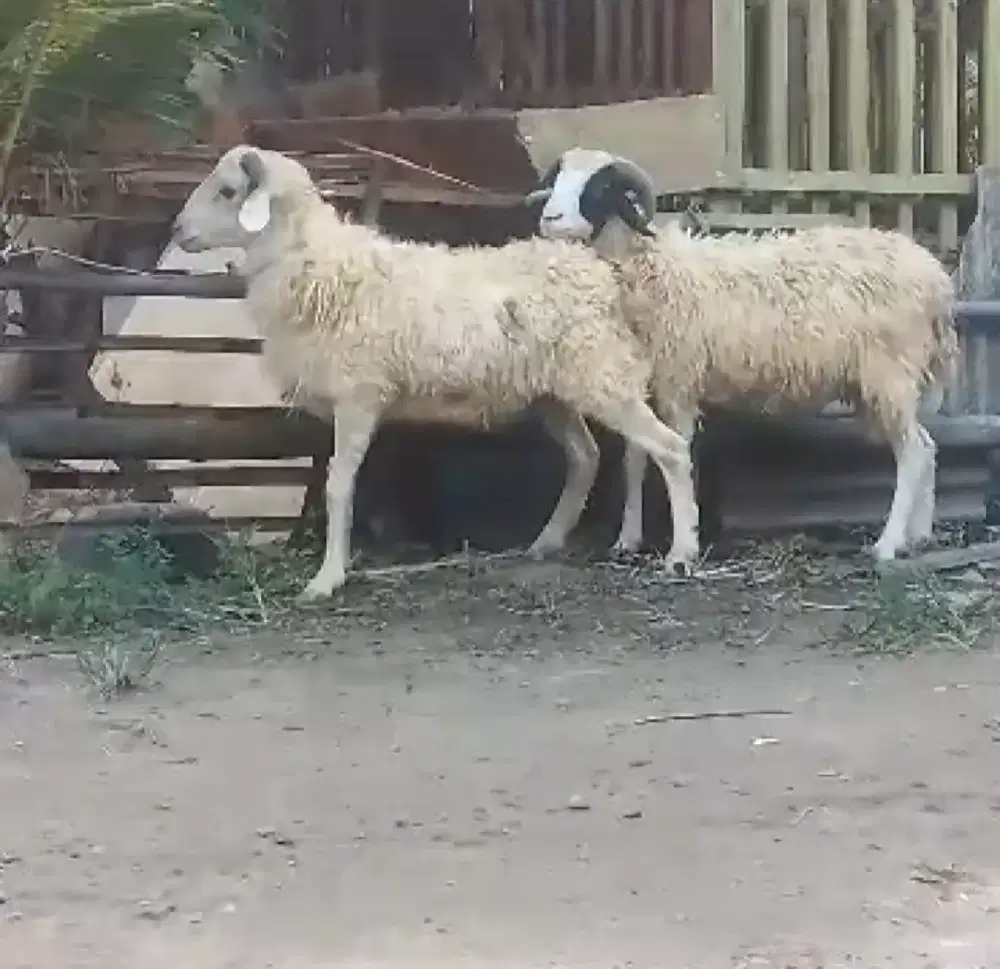 Domba Hewan qurban ekonomis