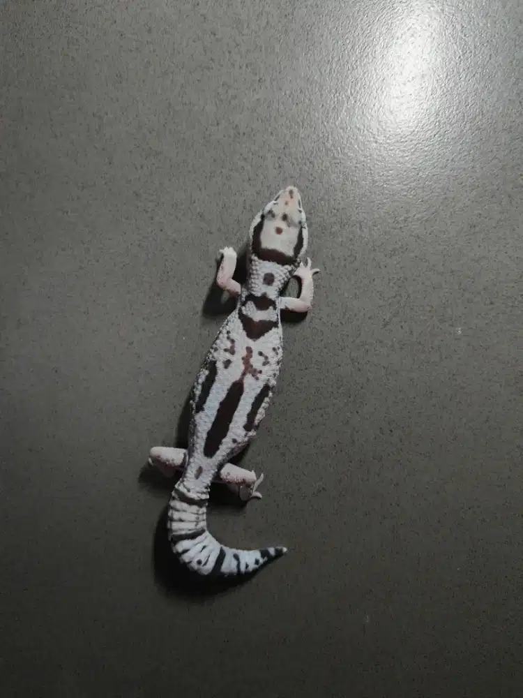 AFT gecko gendong telur