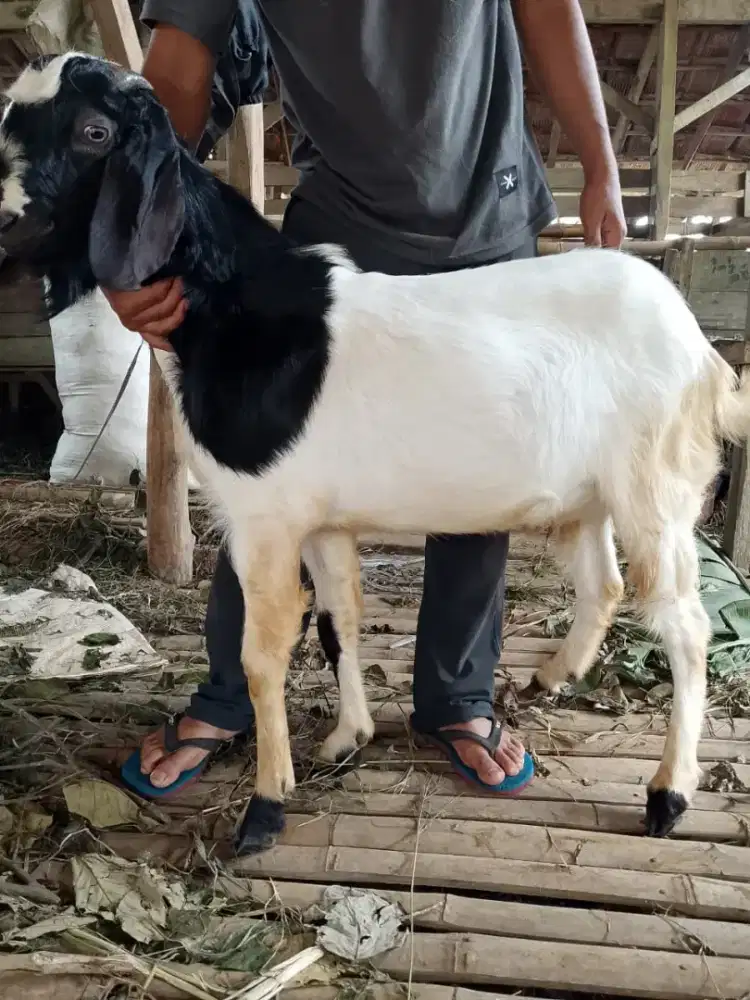 Jual hewan kurbannya