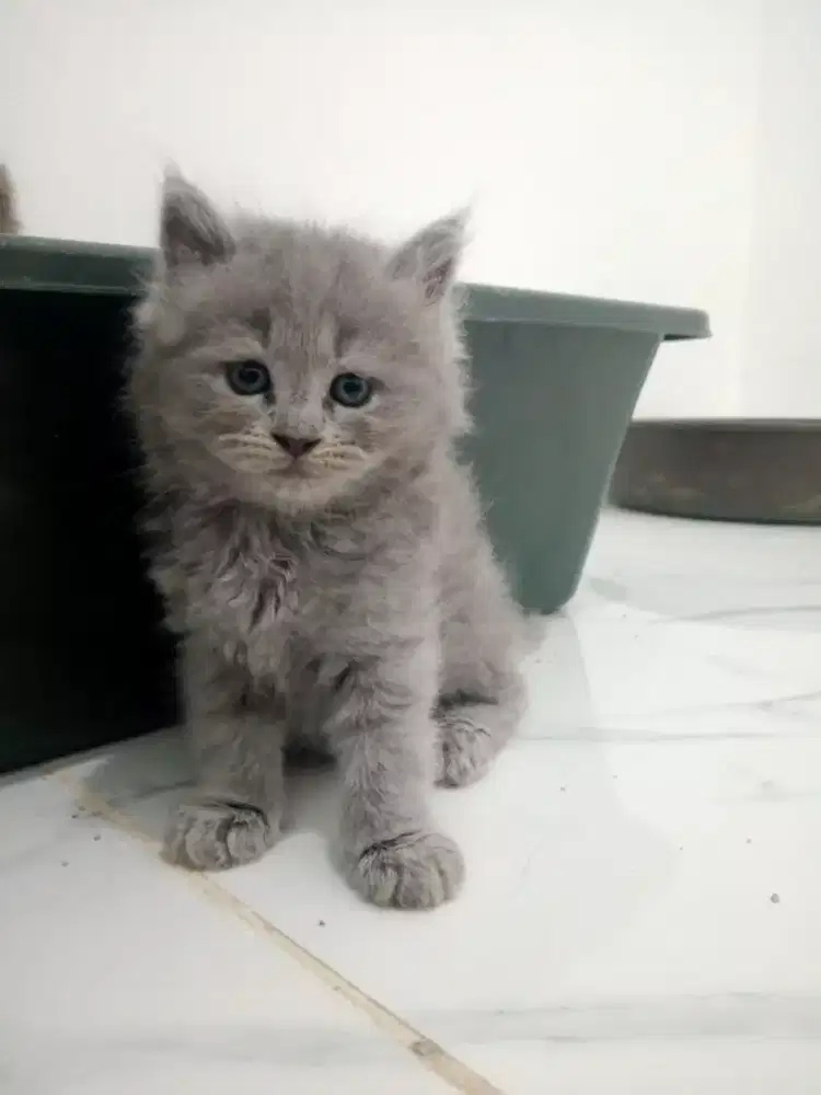 KITTEN PERSIA LONG HAIR