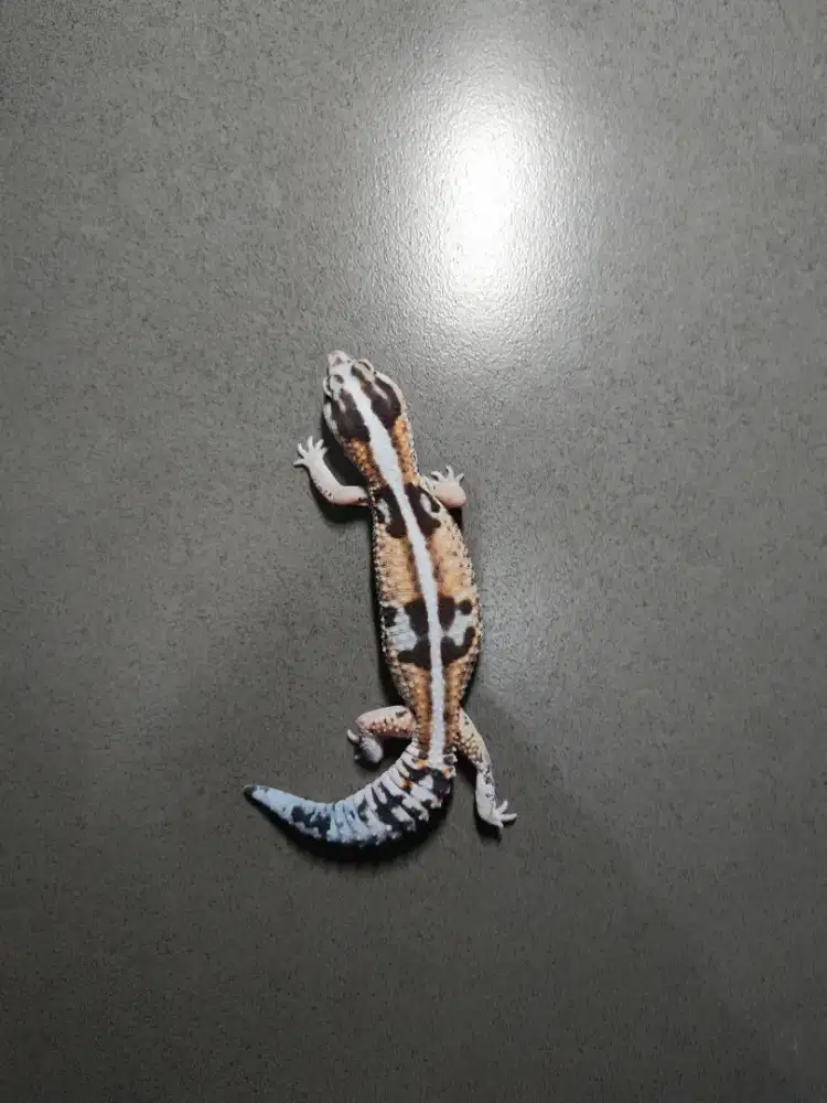 AFT gecko wo stripe female