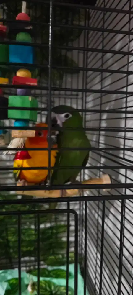 Burung Hans Macaw dan sun conure Jinak