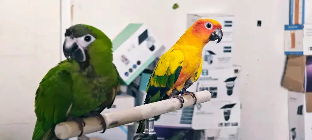 Burung Hans Macaw dan sun conure Jinak