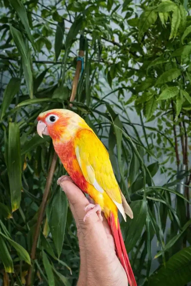 Suncheek Conure Red Factor Super Cantik
