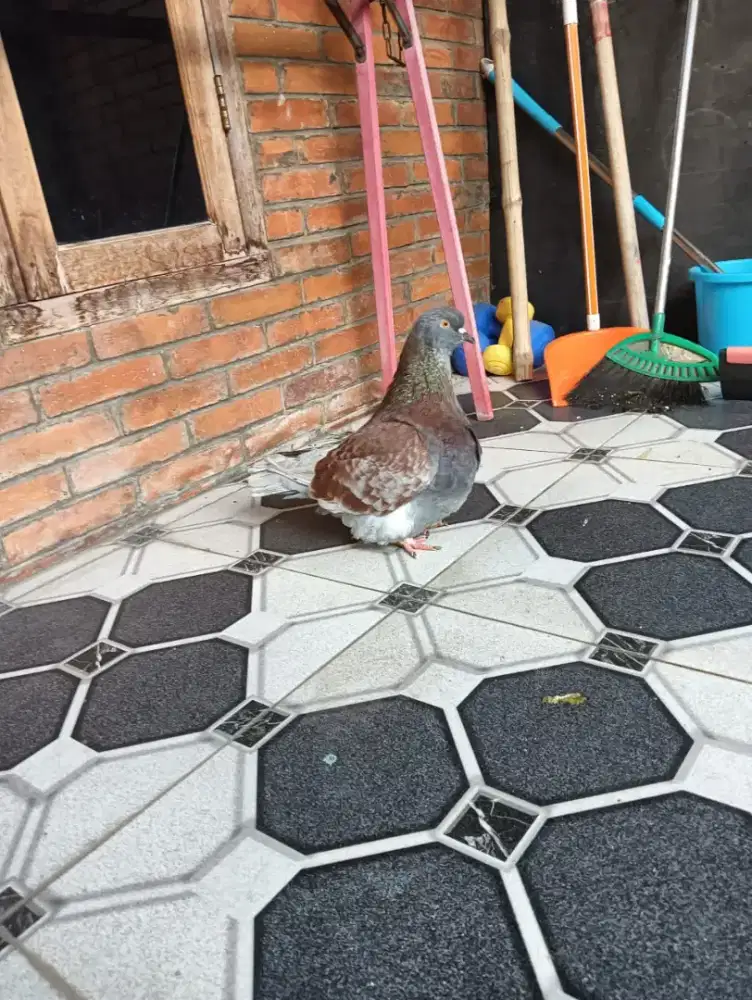 Dijual burung merpati hias mondaine jangan dewasa