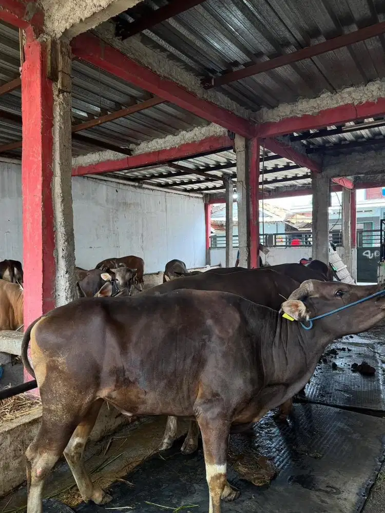Menjual sapi bali.