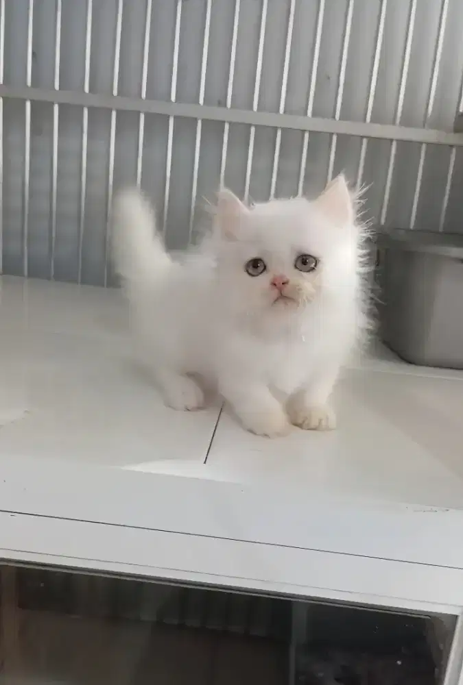 MUNCHKIN LONGHAIR WHITE SOLID