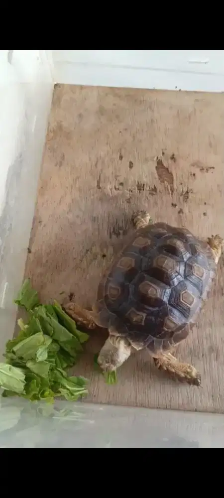 Jual kura-kura sulcata