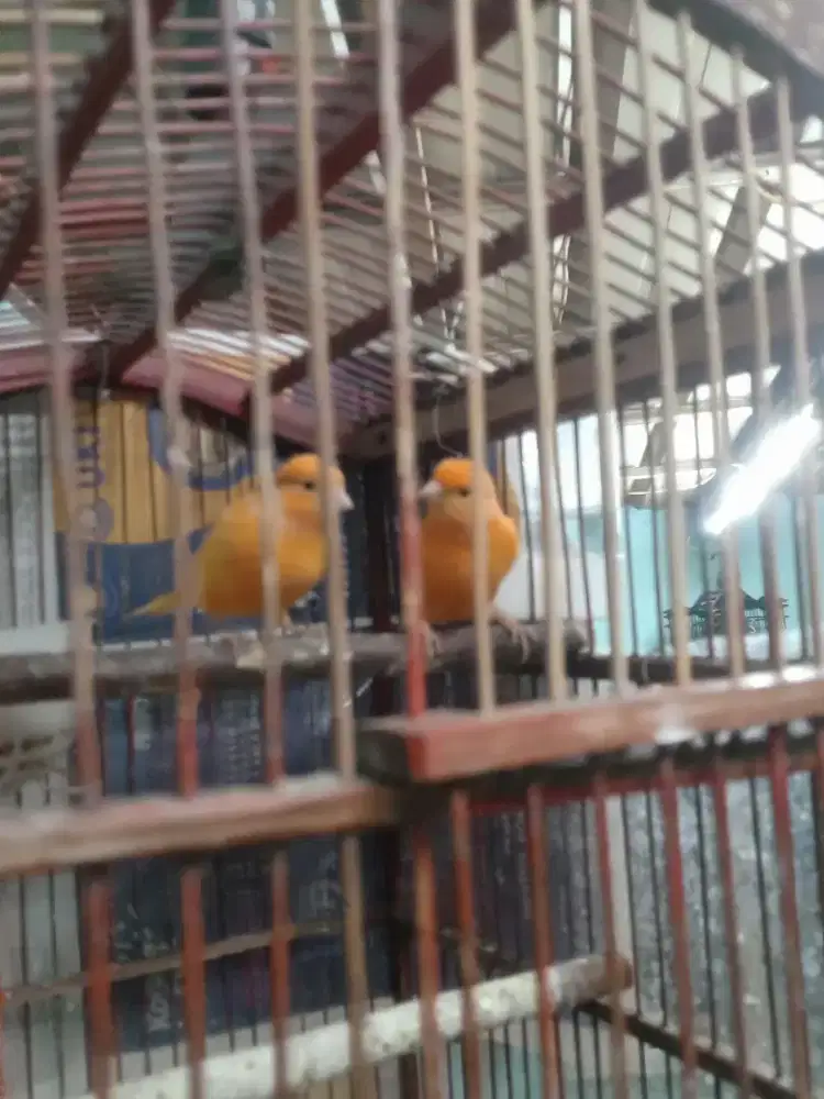 Burung sejodo kenari merlok