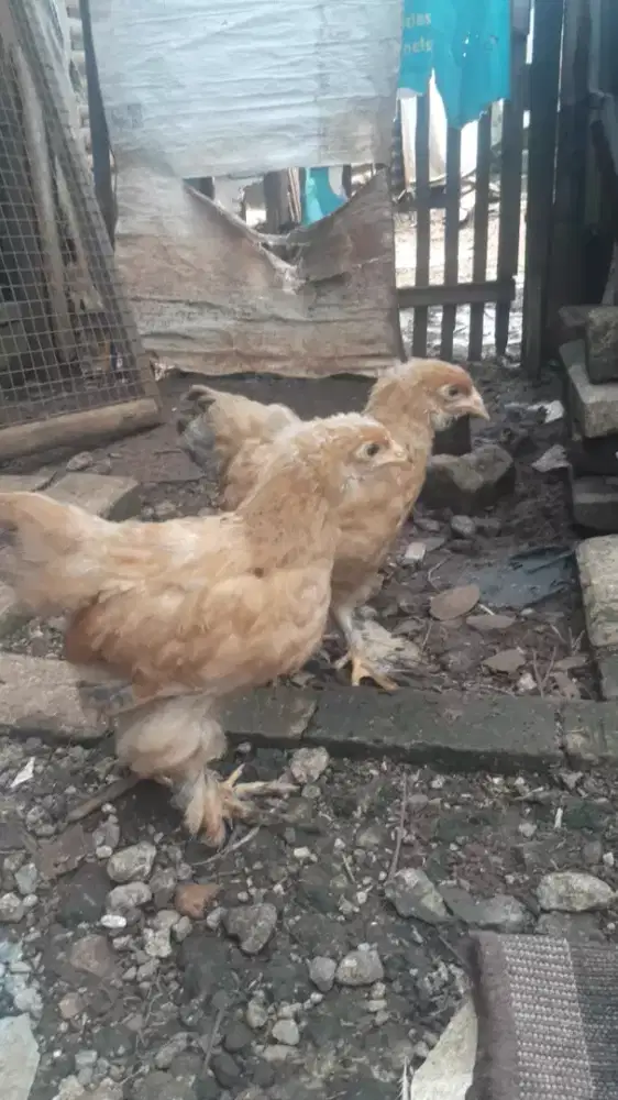 Sepasang ayam brahma
