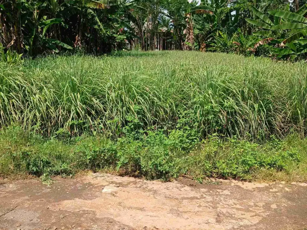 jual  tanah datar siap bangun di dawung kedung pane semarang