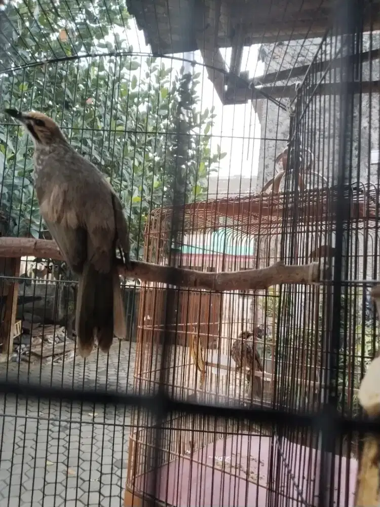 Cucakrowo Jantan (DNA)