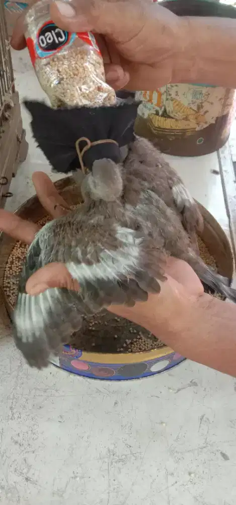 Derkuku Blorok Anakan