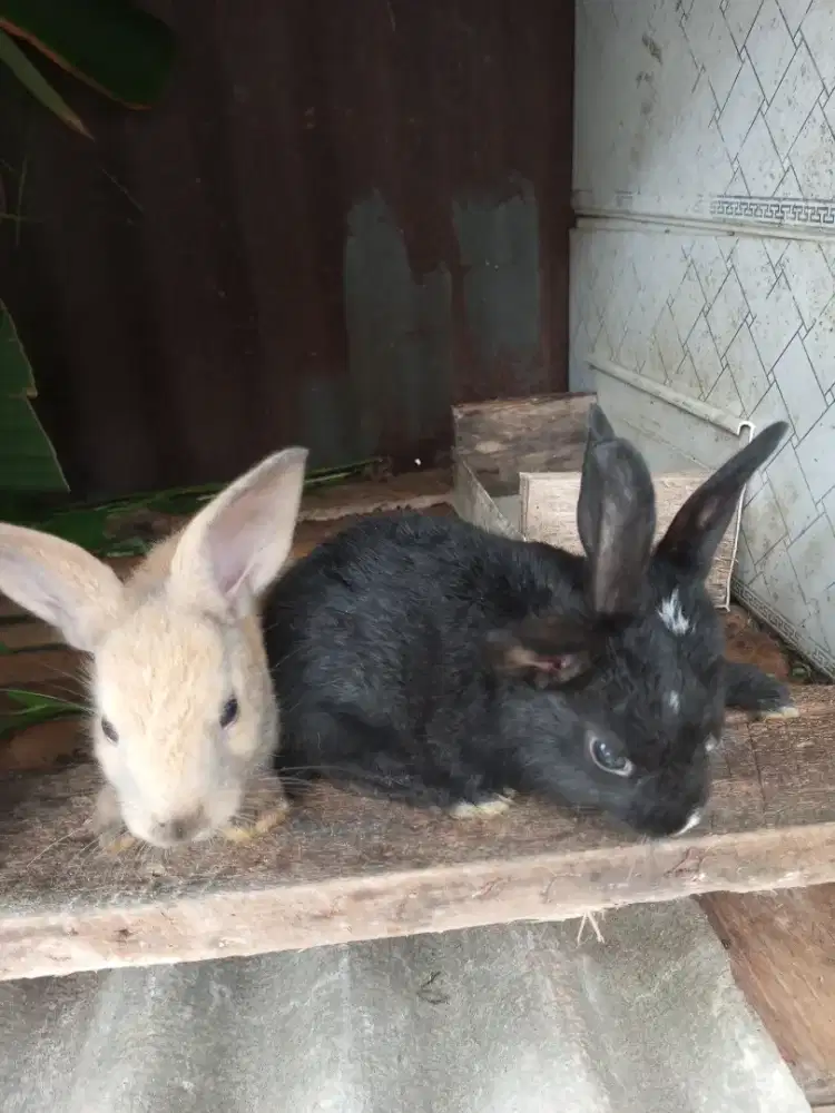 Jual anakan kelinci lokal dari usia 1-2 bulan