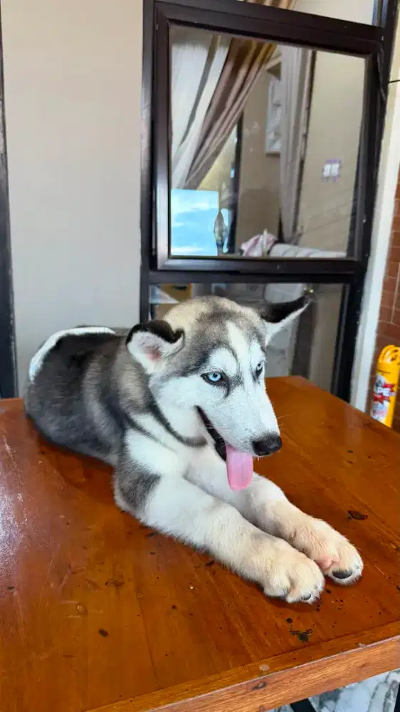 Siberian Husky blue eyes