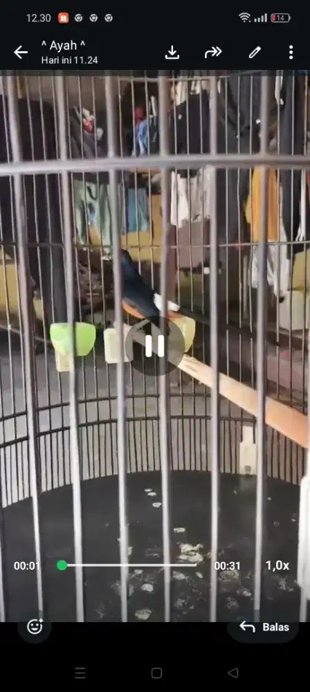 Muray Prospek Siap Gantang