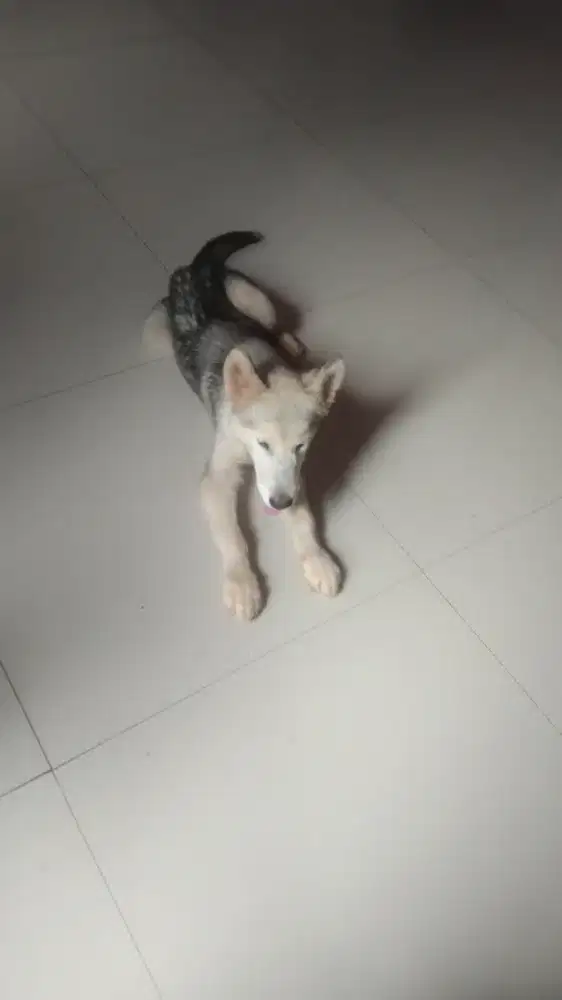 alaskan malamute /Alaska malamute anakan