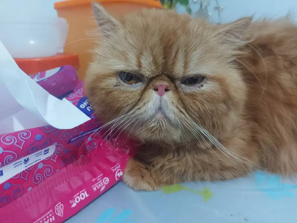 Pacak kucing peaknose