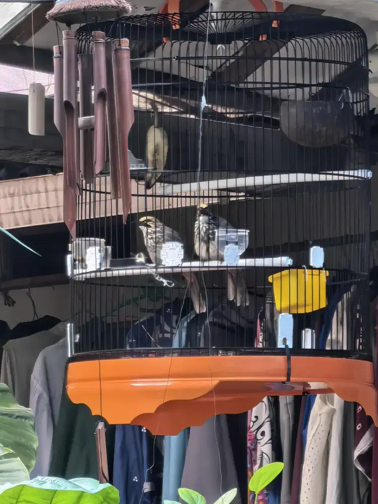 JUAL BURUNG CUCAK ROWO / CUCAK RAWA SEPASANG