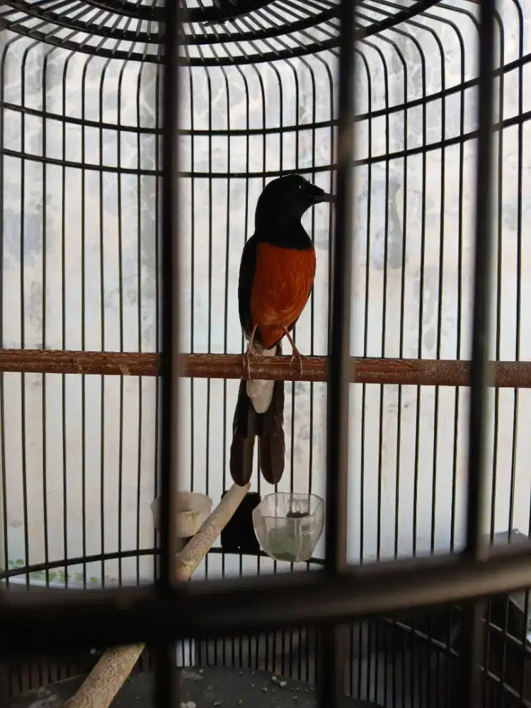 Murai batu medan prestasi