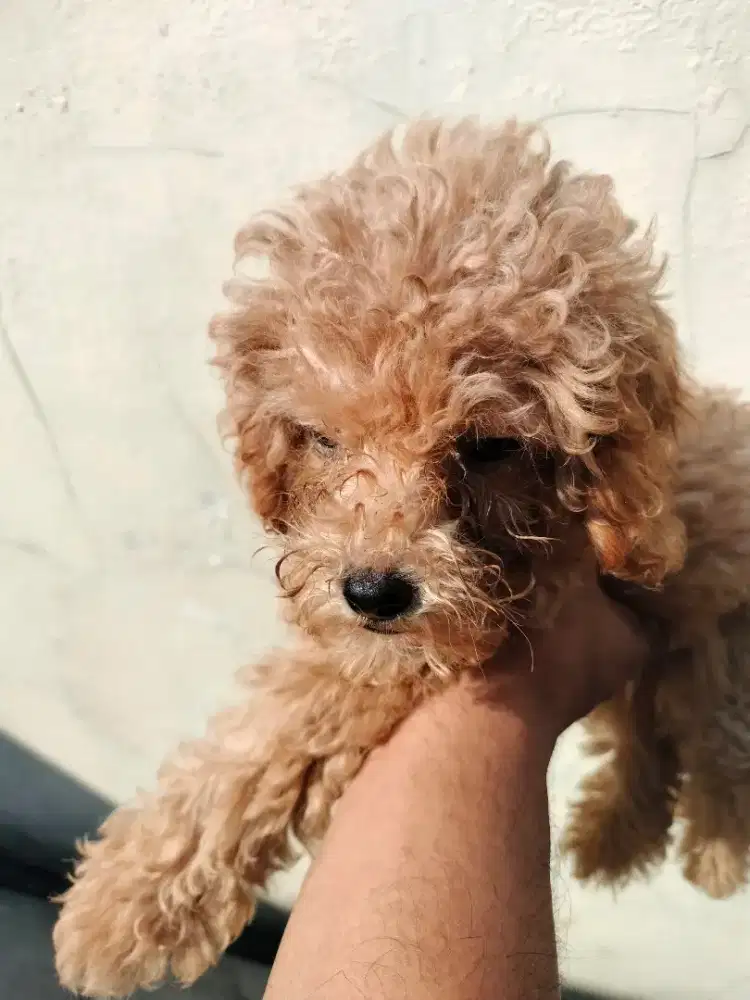 Puppies puddle jantan CoD jatimakmur