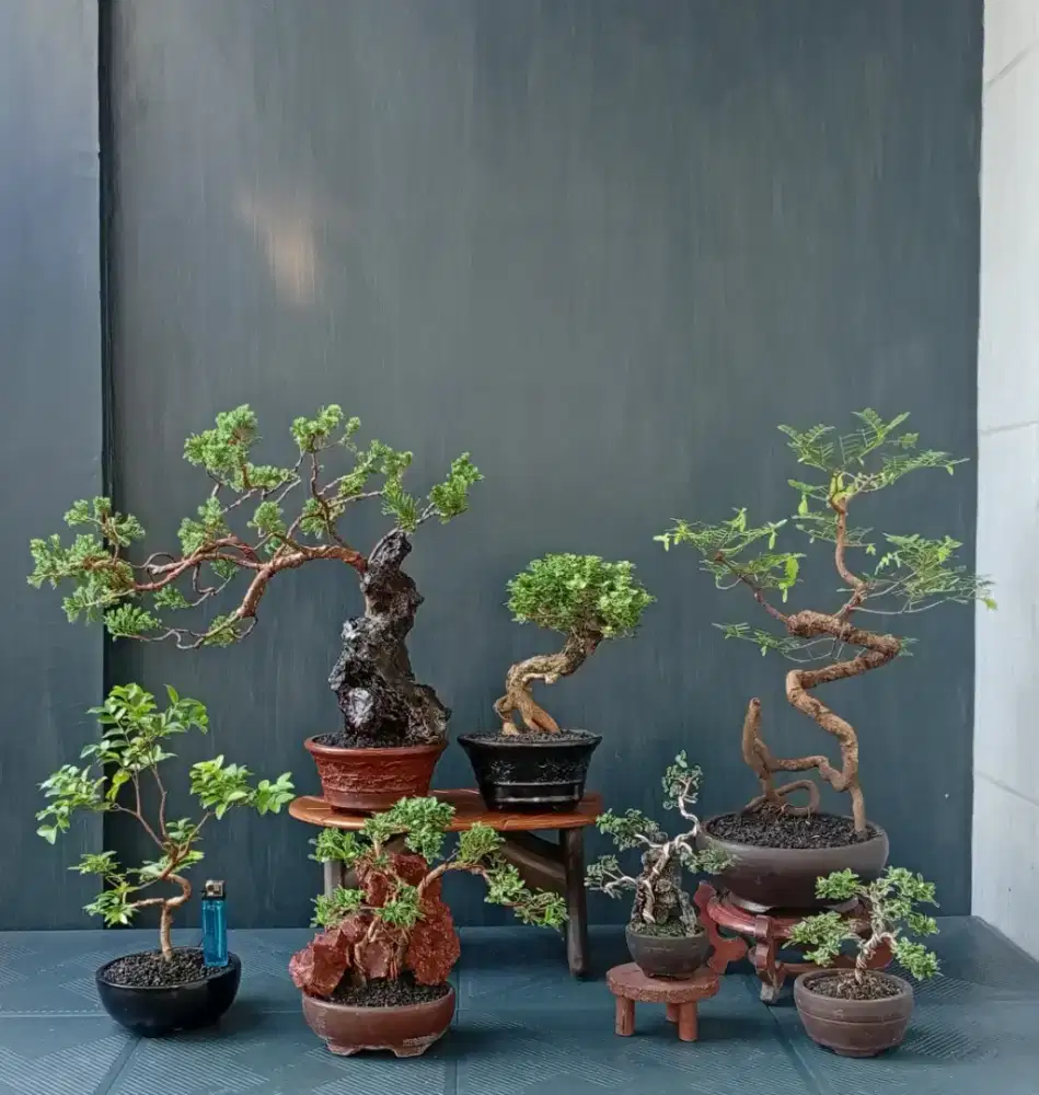 Borongan murah bonsai hias ada 7 pohon