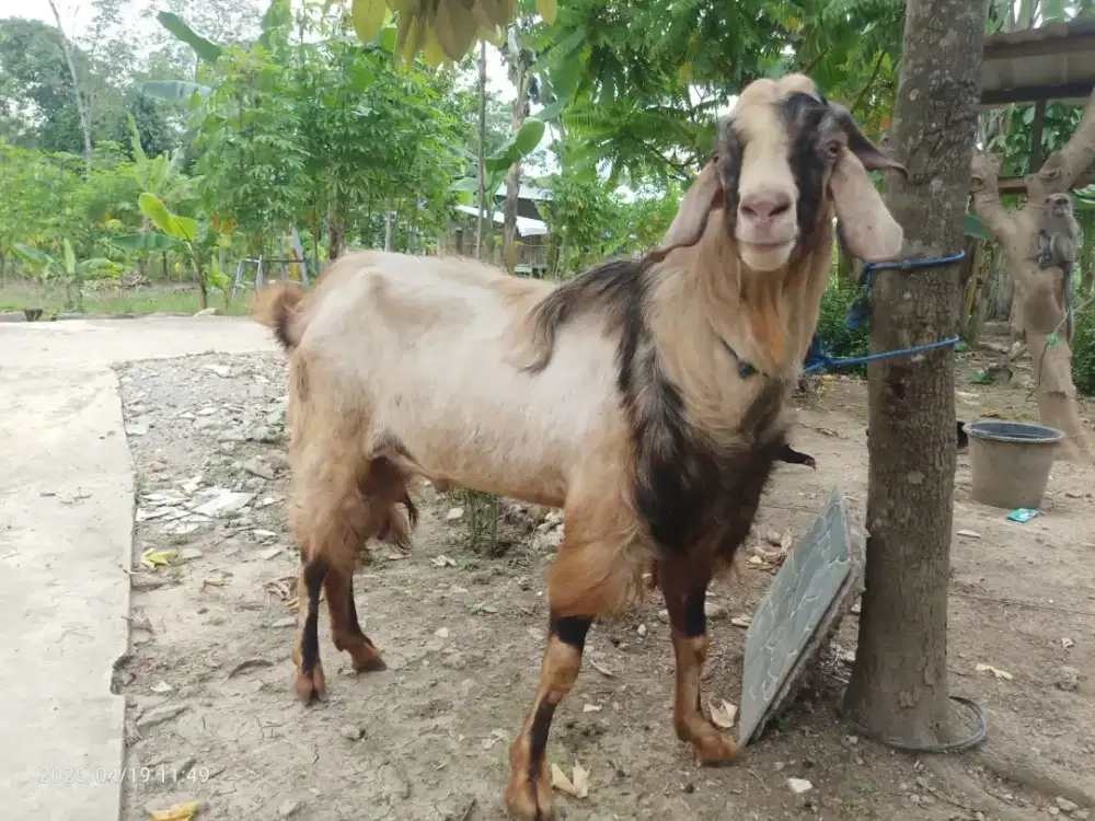 Dijual Kambing qurban