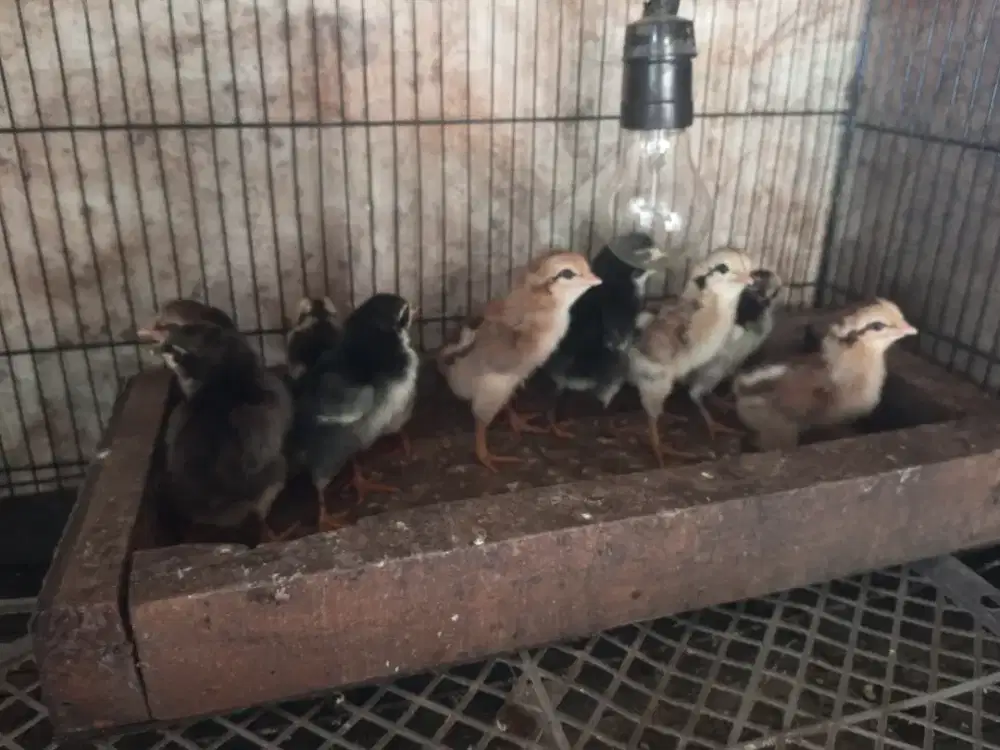 anak ayam bangkok pakhoy x mangon
