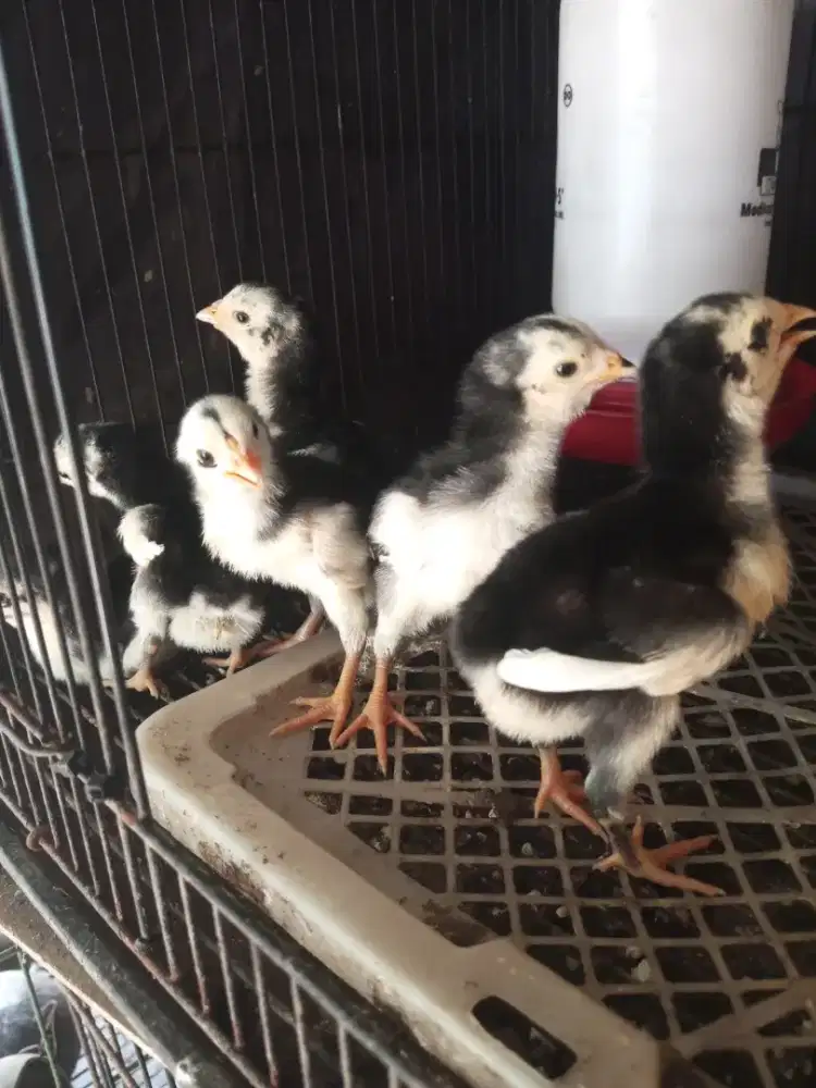anak ayam bangkok pakhoy
