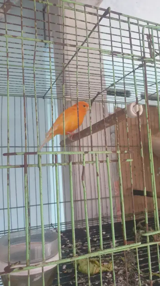 Kenari betina siapan. Berikut kurung kotak besi