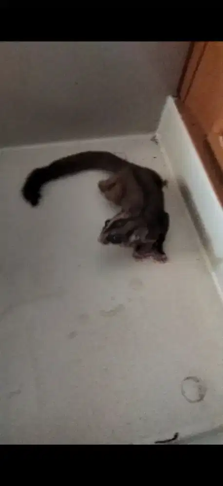 Sugar glider clasic grey