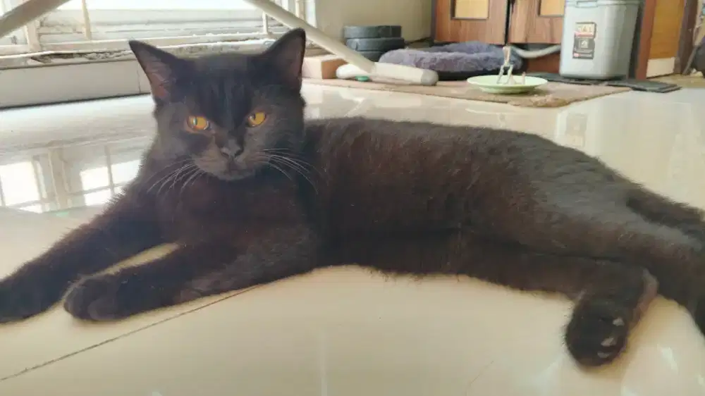 British Short Hair Black 5 bulan