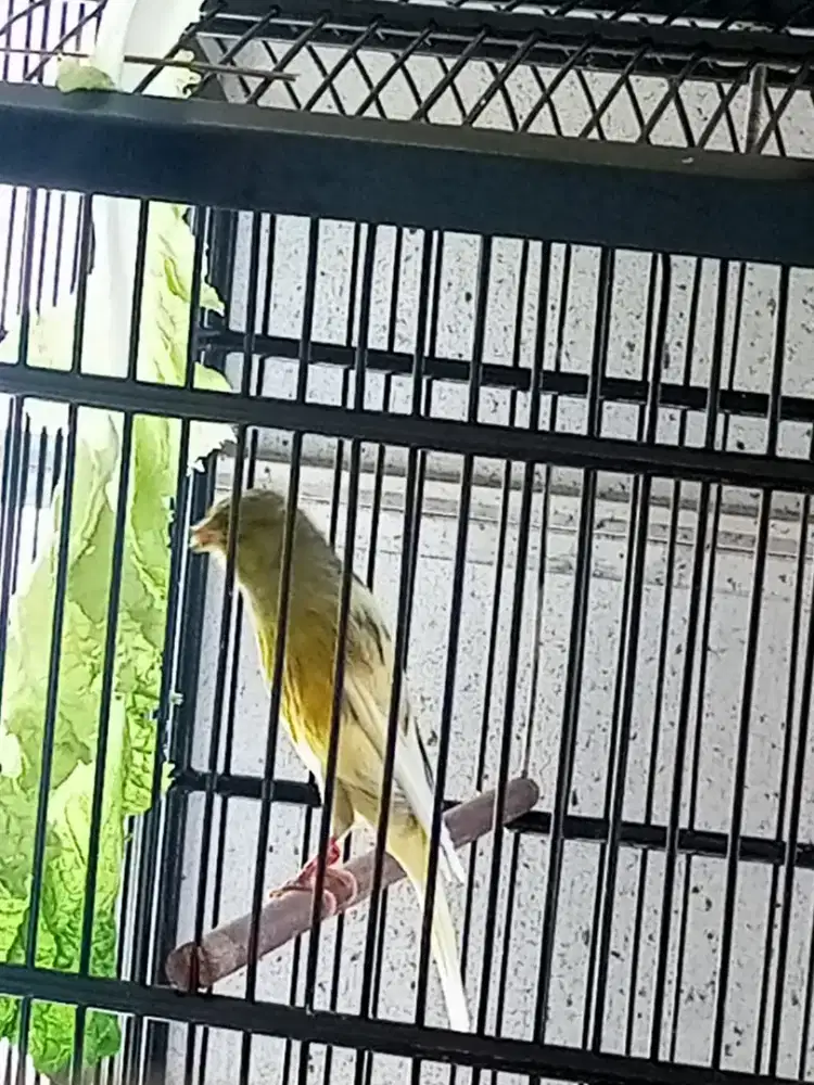 Kenari Yorkshire Gacor