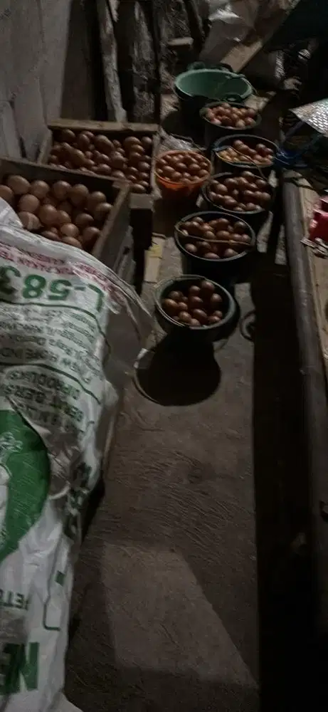 Jual telur dari kandang