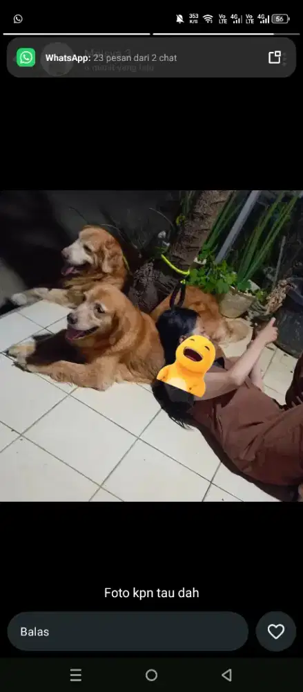 Golden Retriever sepasang