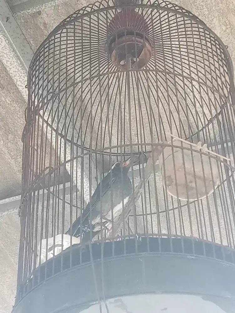 Burde Burja bunyi sementara kalau malam aja