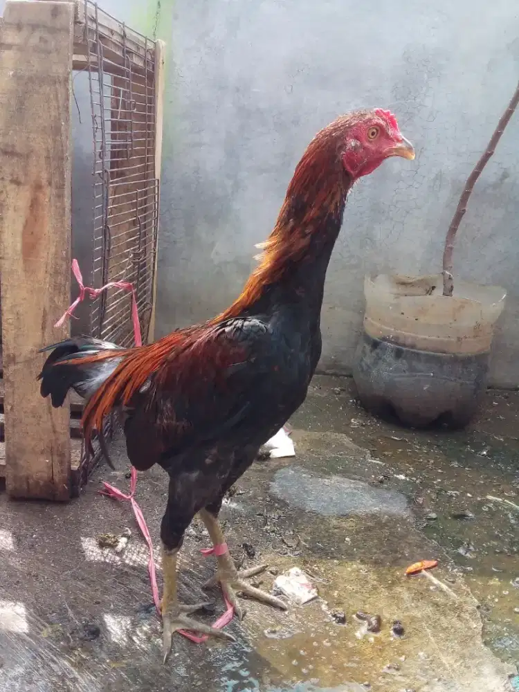 Ayam kampung muda 5 bulan