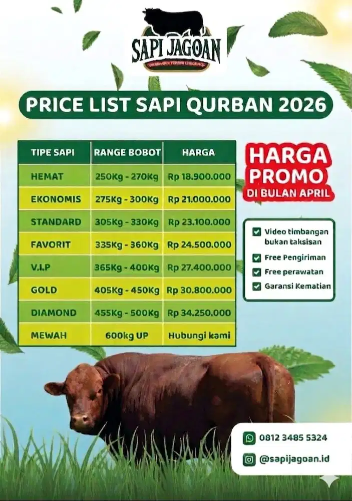 SAPI QURBAN TIMBANGAN REAL SEMUA BOBOT !!!