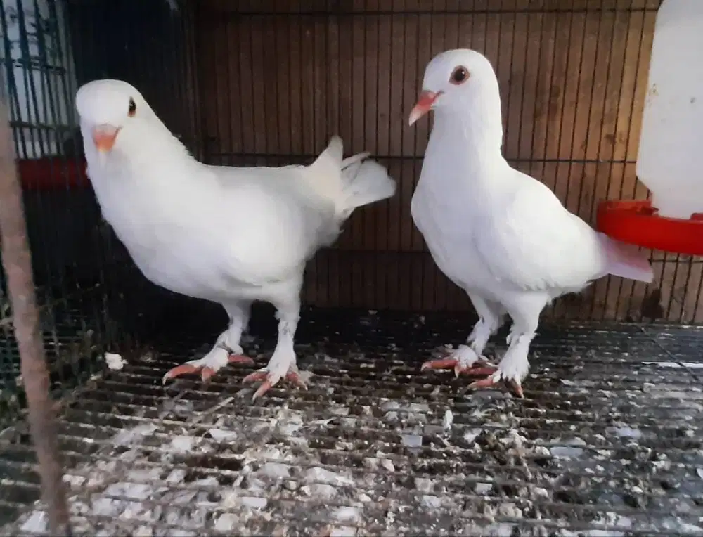 Sepasang Merpati Jembros