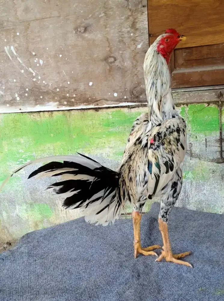 Ayam line bk klasik x mangon, amunisi muda yang sangat terawat