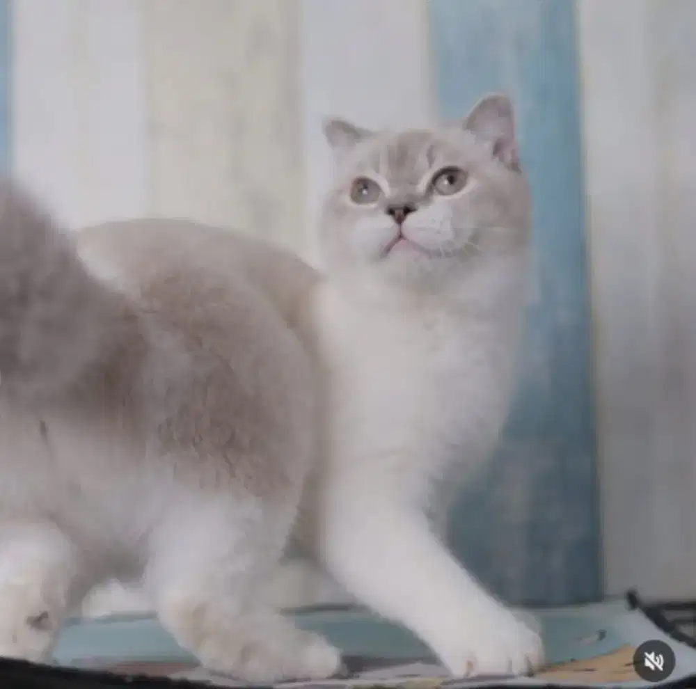 Kucing british shorthair x scottish fold betina