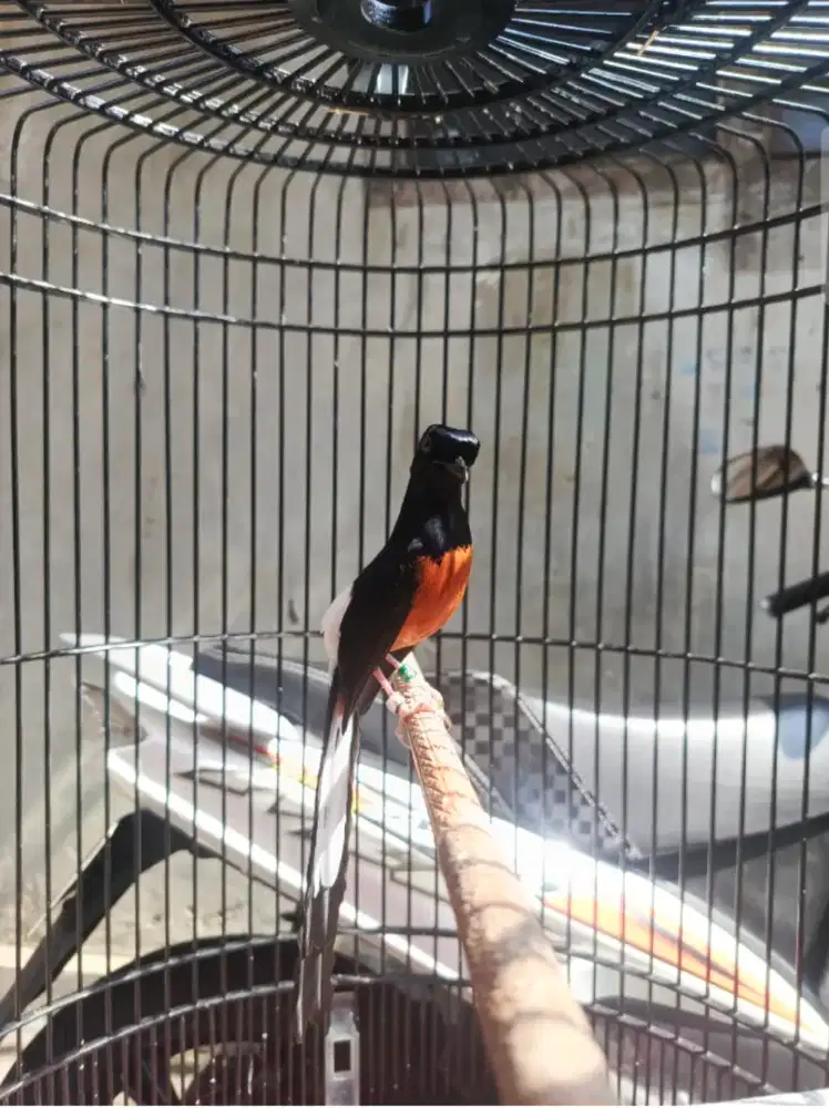 Murai batu ternakkan