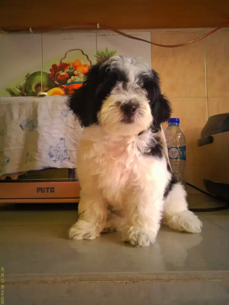 Anak Anjing mix ( shitzu & poodle) Warna hitam putih