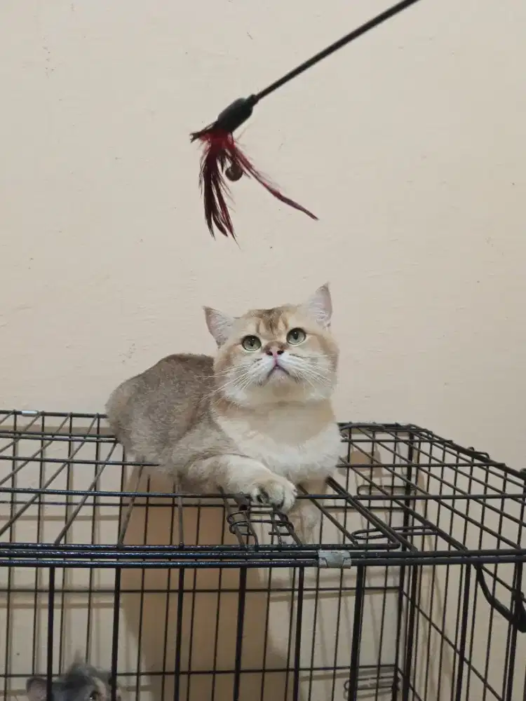 Persia Bsh Golden calico borongan