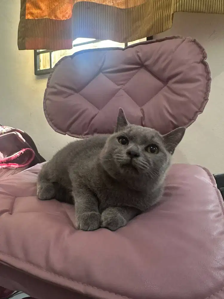 Kucing british short hair, Bsh blue solid