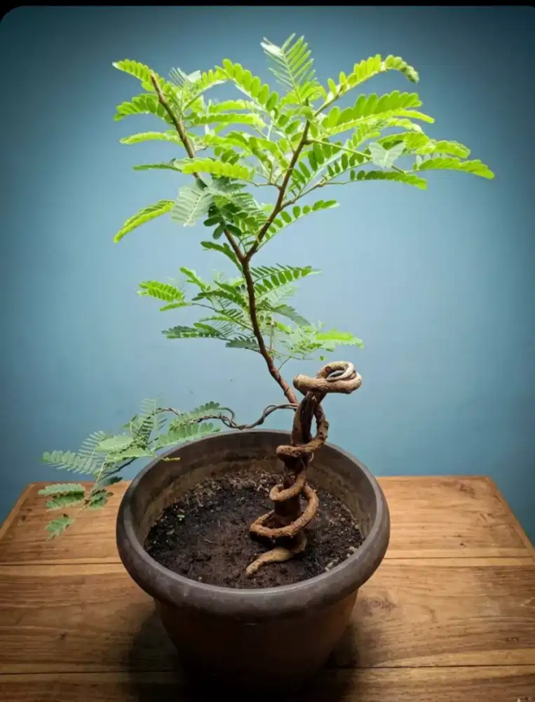 Bonsai asam Thailand plintiran extrim