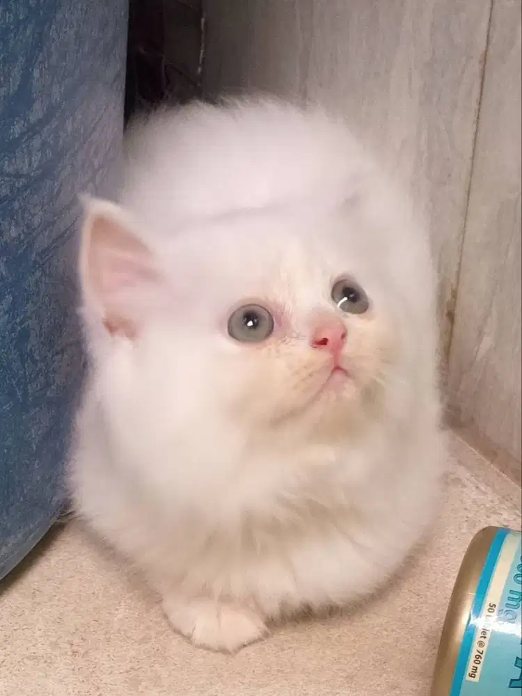 kucing persia medium