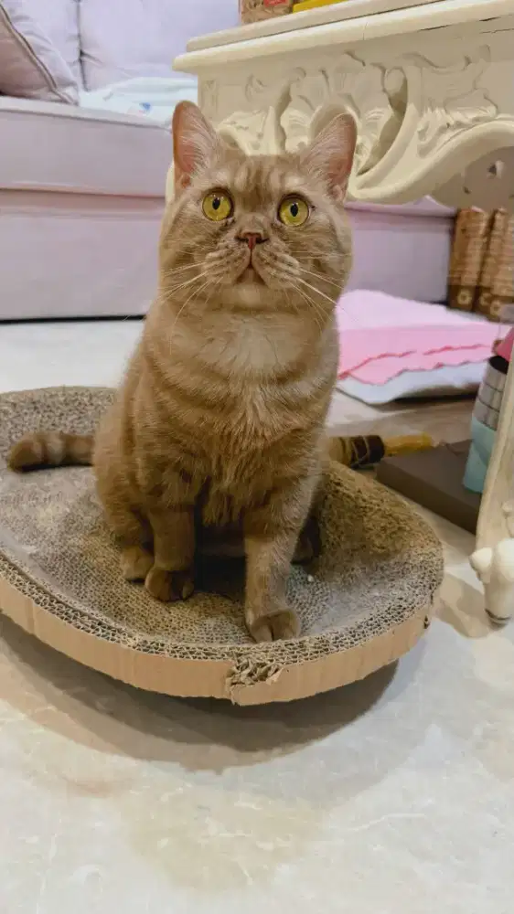 BRITISH SHORTHAIR CINNAMON LIGHT SHOW EXCELLENT PED WCF