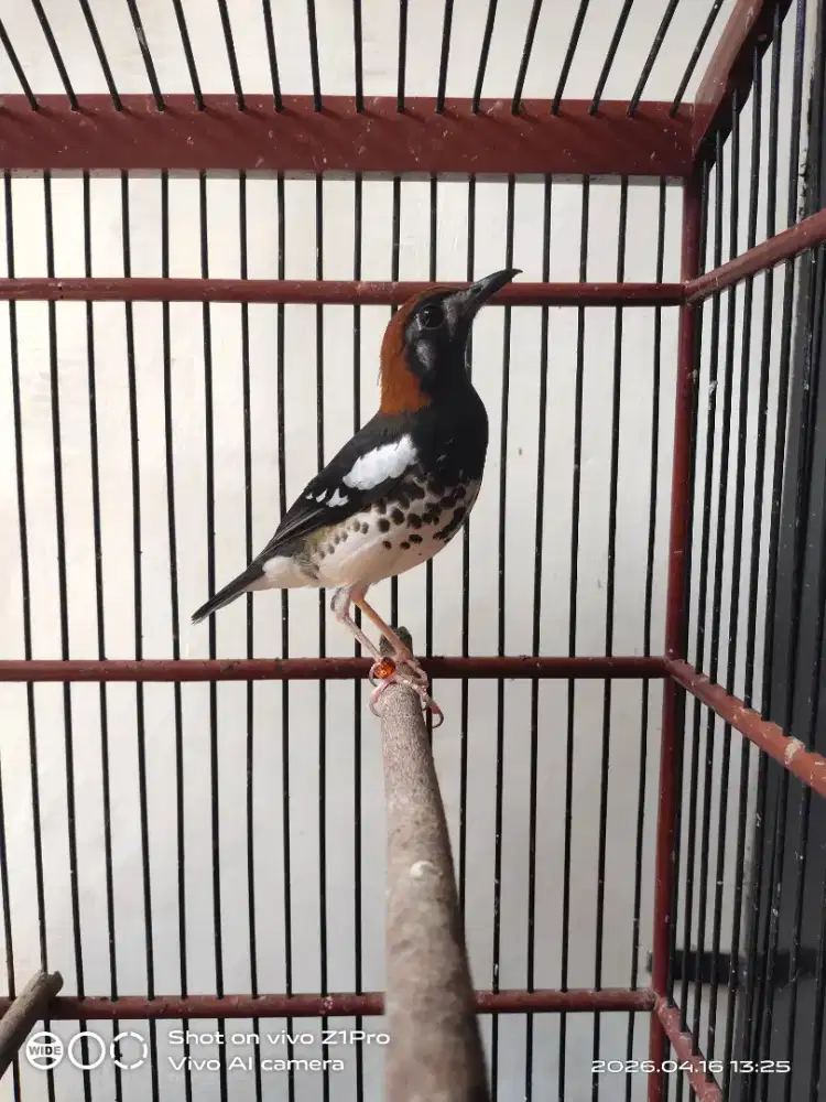 Jual Anis Kembang Gacor